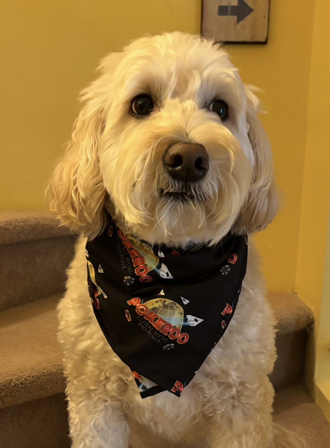 POKEROO All-over Print Bandana